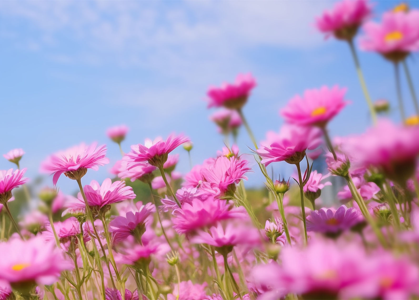 凛冬终散，执着盼春 