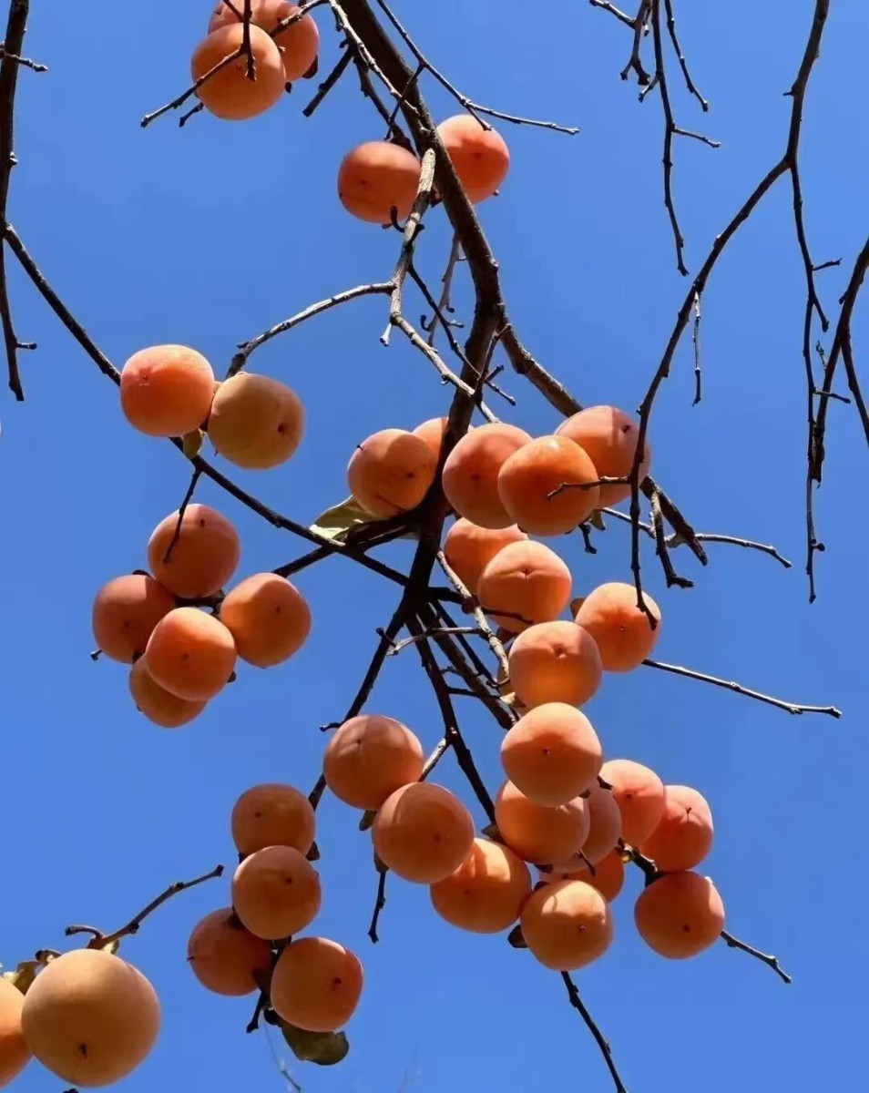 微信图片_20251114100621_94_158 微信图片_20251114100621_94_158