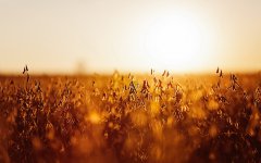 “十月，收获的季节”专题：收获的勋章挂满希望的墙