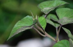 食疗保健长寿菜——地瓜叶