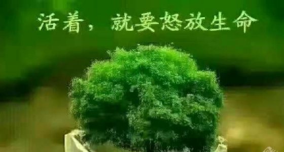 执着梦想无悔人生