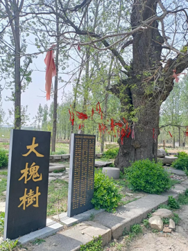 大槐树